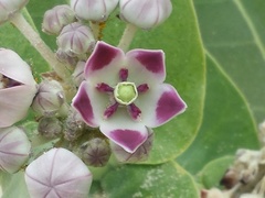 Calotropis procera image