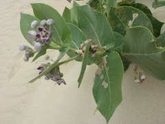 Calotropis procera image