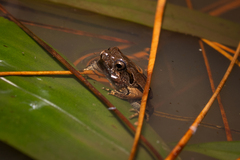 Santa Catharina Dwarf Frog photo 2
