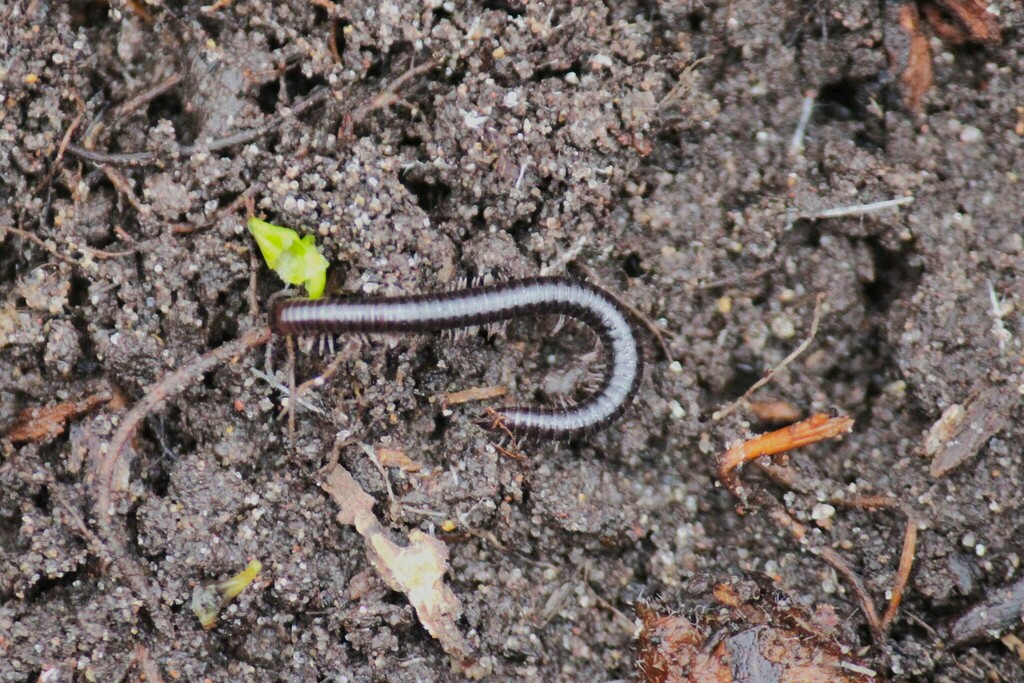 Furry Snake Millipede From Sault Ste. Marie, Mi 49783, Usa On April 30 