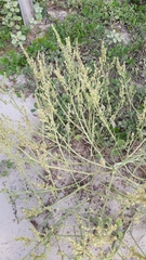 Rumex chrysocarpos