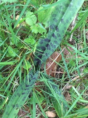 Dactylorhiza fuchsii