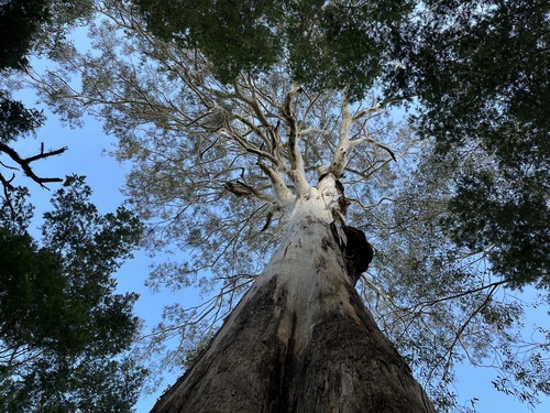 Eucalyptus bosistoana, photograph 6
