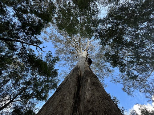 Eucalyptus bosistoana, photograph 5