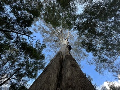 (c) Donna Belder, some rights reserved (CC BY) Eucalyptus bosistoana, photograph (c) Donna Belder, some rights reserved (CC BY)