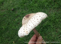 Macrolepiota colombiana