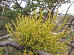 Misodendrum punctulatum