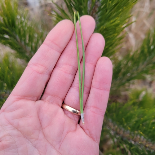 Image of Pinus thunbergii by (c) Matt Pelikan, some rights reserved (CC BY)