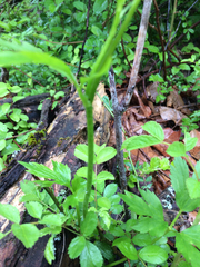 Ranunculus hispidus nitidus