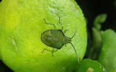 Biprorulus bibax