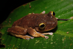 Atlantic Forest Treefrog photo 5