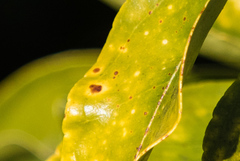 Xanthomonas