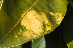 Xanthomonas