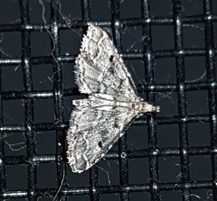 Sufetula hemiophthalma