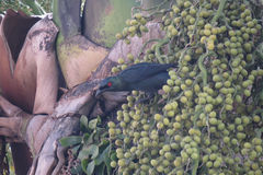Aplonis panayensis