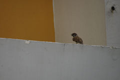 Passer montanus