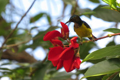 Cinnyris jugularis