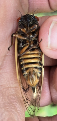 Riley's 13-Year Cicada photo 5