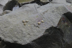 Patellogastropoda