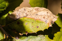 Botryosphaeria dothidea