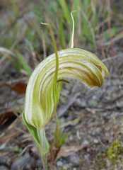 Pterostylis truncata