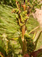 Rumex cristatus