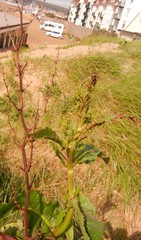 Rumex cristatus
