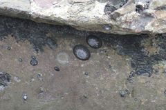 Patellogastropoda