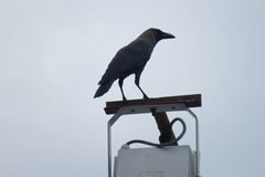 Corvus splendens