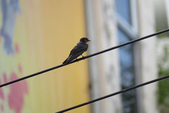 Hirundo tahitica