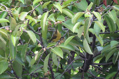 Cinnyris jugularis