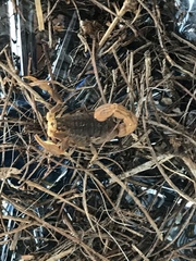Hottentotta eminii