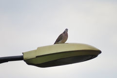 Streptopelia chinensis