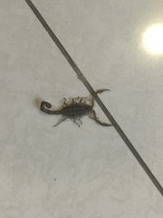 Centruroides limpidus