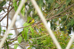 Cinnyris jugularis