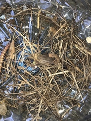 Hottentotta eminii