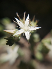 Sedum potosinum