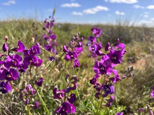 Downy Darling Pea (Swainsona swainsonioides)