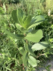 Grindelia ciliata