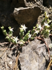 Sedum potosinum