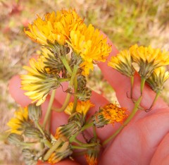 Crepis vesicaria