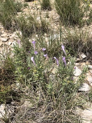 Salvia whitehousei