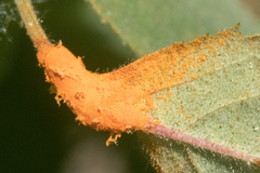 Phragmidium mucronatum