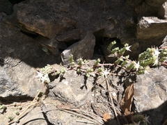 Sedum potosinum