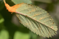 Phragmidium mucronatum