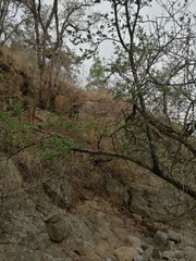 Forestiera phillyreoides