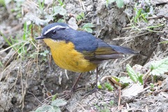 White-Browed Bush Robin photo 2