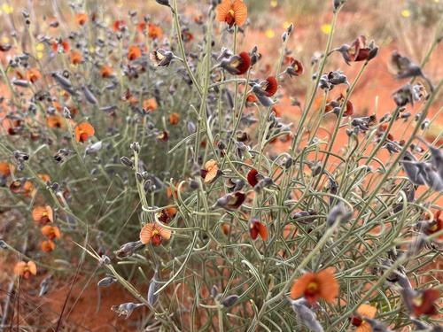 Wheeler's lamb-poison (Isotropis wheeleri)