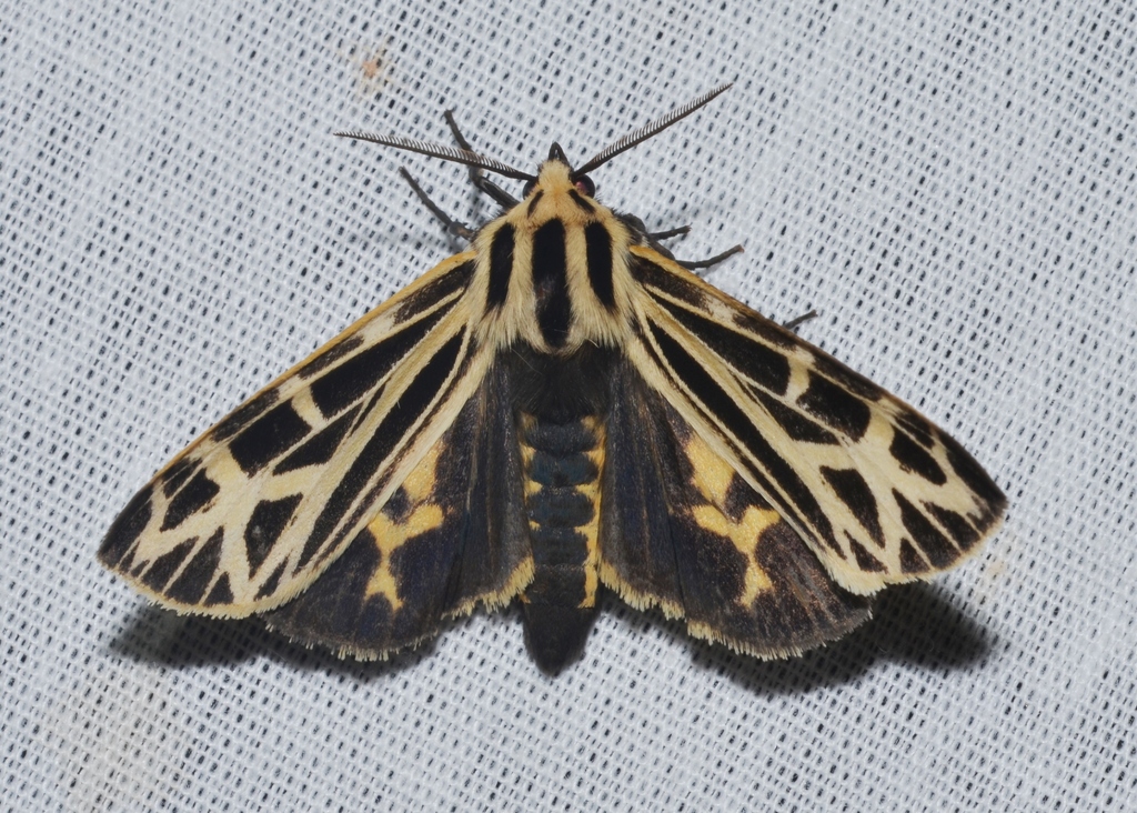 Apantesis anna