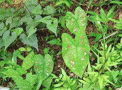 Caladium humboldtii